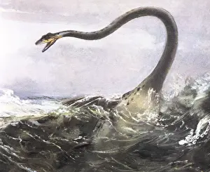 Elasmosaurus: Elasmosaurus platyurus