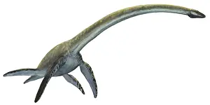 Plesiosaur: Elasmosaurus platyurus, a prehistoric dinosaur