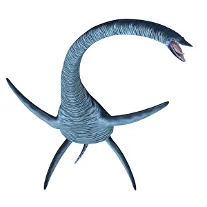 Loch: Elasmosaurus plesiosaur, front view on white background