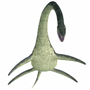 Loch: Elasmosaurus on white background