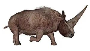 Elasmotherium: Elasmotherium
