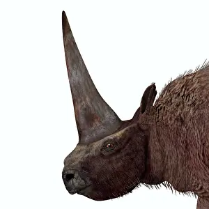 Eutheria: Elasmotherium portrait