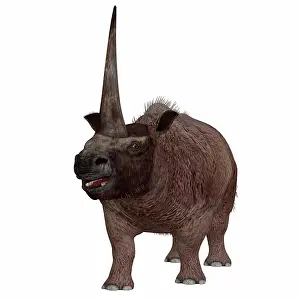 Eutheria: Elasmotherium on white background