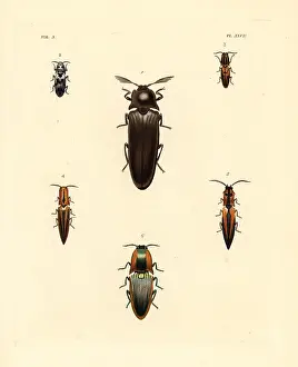 Pictus: Elater beetles