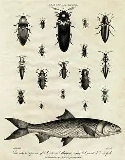 Skipper: Elater (Click Beetle) and Elops Saurus