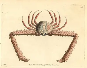 Longimanus: Elbow crab, Parthenope longimanus