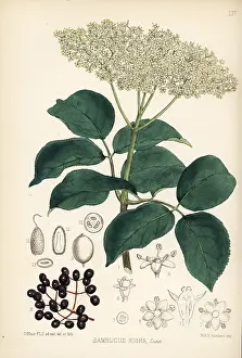 Hanhart: Elder, elderberry or bore tree, Sambucus nigra