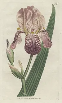 Germanica: Elder-scented or German iris, Iris germanica