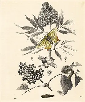 Nigra: Elder tree and swallow-tailed moth