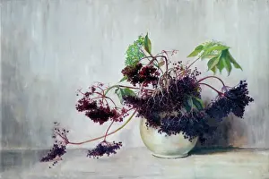 Corry: Elderberries