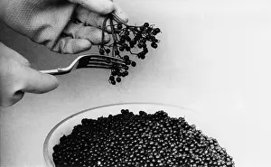 Elderberry: ELDERBERRIES FOR WINE