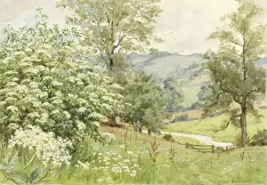Elderberry: Elderberry in a landscape