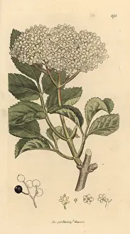 Sambucus: Elderberry, Sambucus nigra