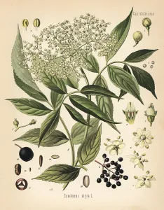 Nigra: Elderberry, Sambucus nigra