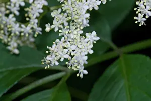 Asterid: Elderflower