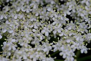 Eudicot: Elderflower