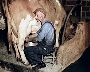 Nutritious: Elderly Farmer in Overalls Milking