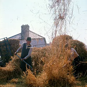 Farmhand: Elderly farmhand at harvest time