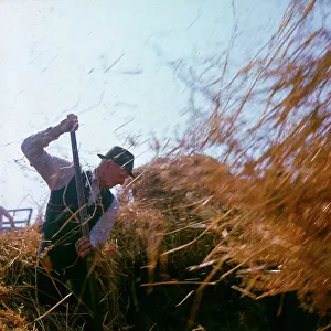 Farmhand: Elderly farmhand at harvest time