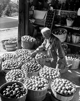 Bushel: Elderly Man Kneeling Among Bushel Baskets of Apples