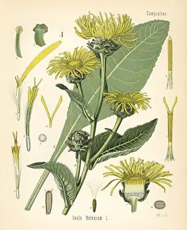 Helenium: Elecampane or horseheal, Inula helenium