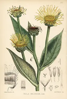 Helenium: Elecampane, Inula helenium