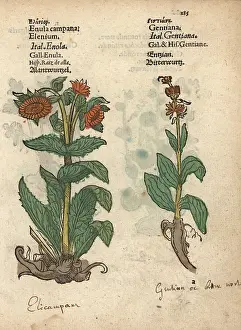 Campana: Elecampane, Inula helenium, and gentian species