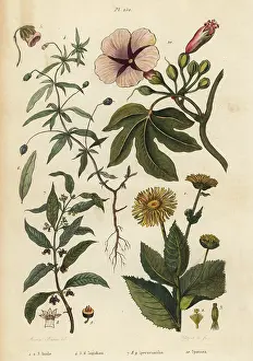 Helenium: Elecampane, violet, ipecacuanha and ipomoea