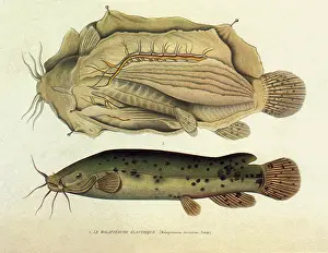 Catfish: Electric Catfish, Malapterurus electricus