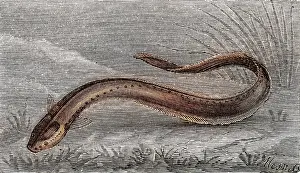 Electricus: Electric eel