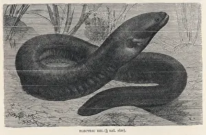 Eels: ELECTRIC EEL