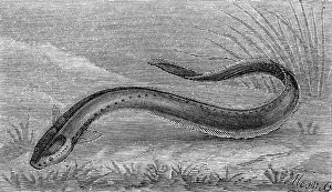 Electricus: Electric eel