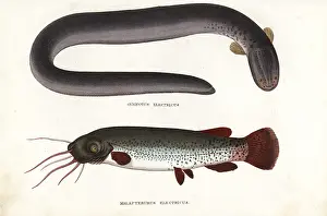 Catfish: Electric eel and electric catfish