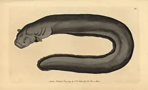 Electricus: Electric eel, Electrophorus electricus