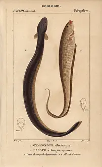 Electricus: Electric eel, Electrophorus electricus, banded