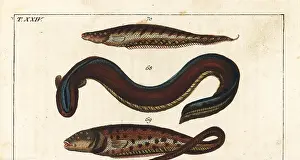 Electricus: Electric eel, pearlfish and banded knifefish