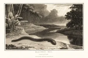 Zoography: Electric eel on the shore near a river in the jungle