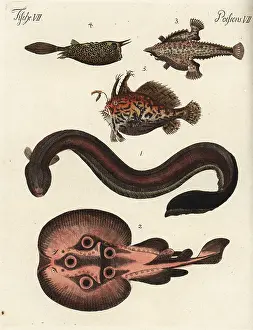 Bertuch: Electric eel, torpedo, batfish, cowfish and sargassum fish
