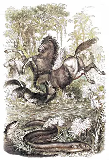 Electricus: Electric eels shock horses