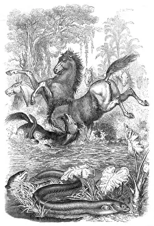 Shocking: Electric eels shock horses