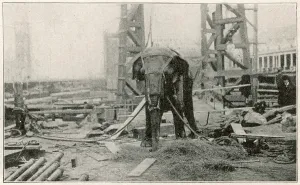 Topsy: Electrocution of an elephant