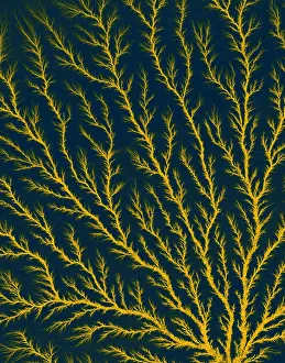 Perspex: Electron Tree or Lichtenberg Figure