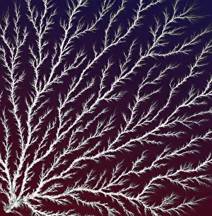 Perspex: Electron Tree or Lichtenberg Figure