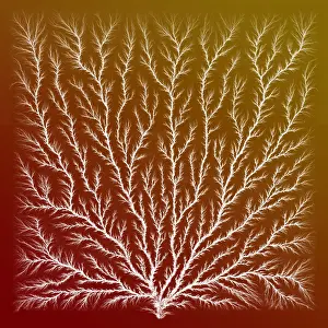 Perspex: Electron Tree or Lichtenberg Figure