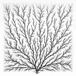 Perspex: Electron Tree or Lichtenberg Figure