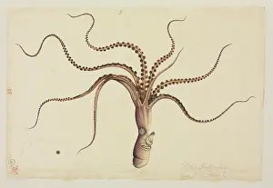 Curled: Eledone cirrhosa, Curled Octopus