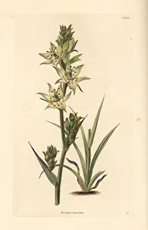Camas: Elegant camas, Anticlea elegans