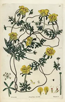 Elegans: Elegant cup-flower, Scyphanthus elegans