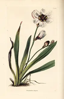 Sparaxis: Elegant harlequin flower, Sparaxis elegans