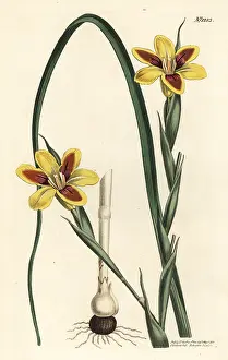 Moraea: Elegant moraea, Moraea elegans